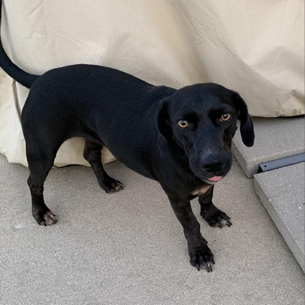 Enlarge Jolene, a Adoptable Mixed Breed in Joliet, IL image 3/6