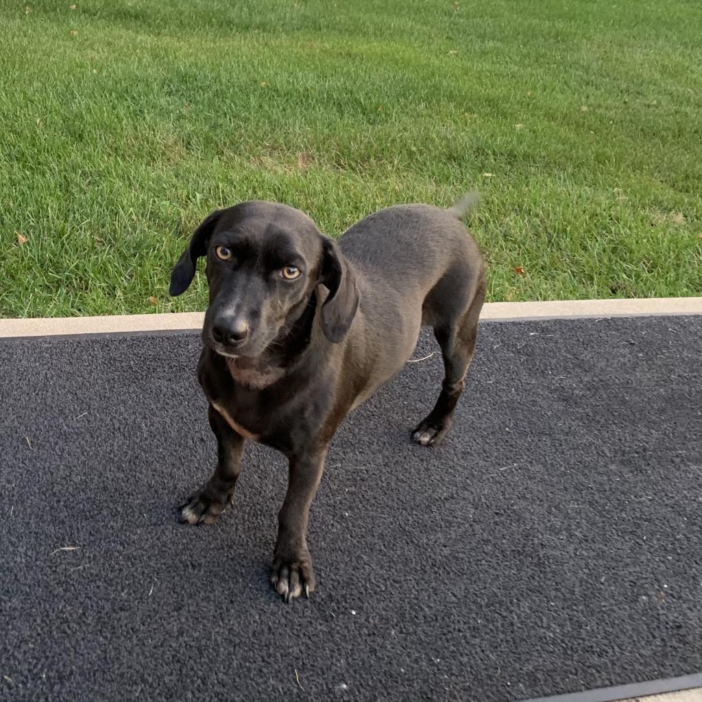 Enlarge Jolene, a Adoptable Mixed Breed in Joliet, IL image 4/6