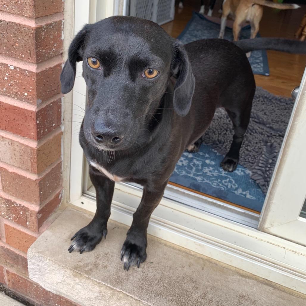 Enlarge Jolene, a Adoptable Mixed Breed in Joliet, IL image 5/6