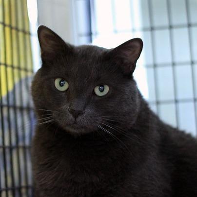 Mrs Claus, Adoptable, Adult Female Domestic Short Hair.