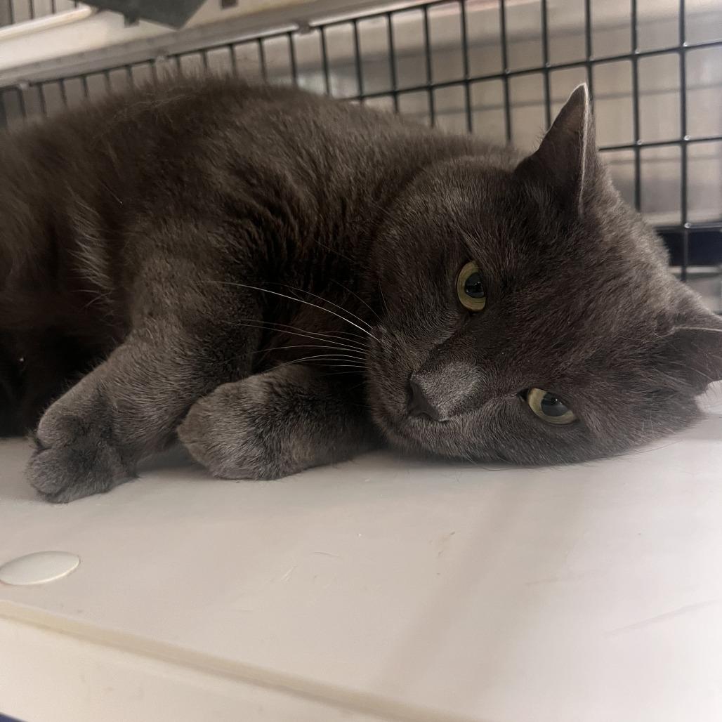 Mrs Claus, Adoptable, Adult Female Domestic Short Hair.