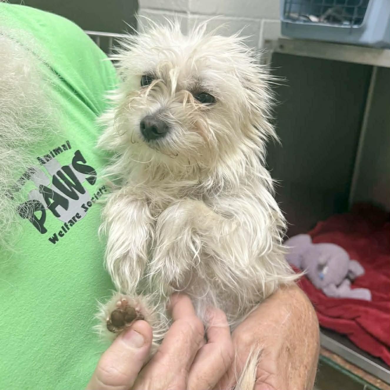 Albert, adopted, Young Male Maltese & Poodle.