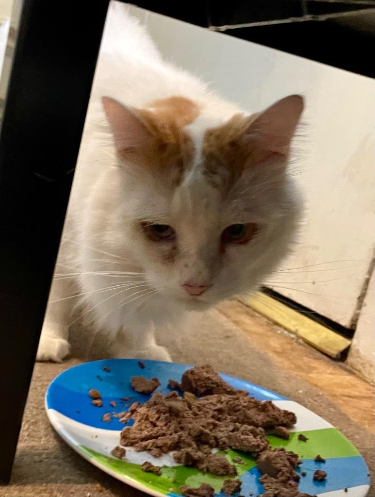 Sable, Adoptable, Adult Male Domestic Long Hair.