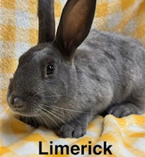 Enlarge LIMERICK, a Adoptable Bunny Rabbit in Anchorage, AK image 1/1