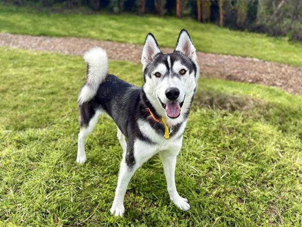 Enlarge O'Neil, a Adoptable mixed breed in Portland, OR image 1/1
