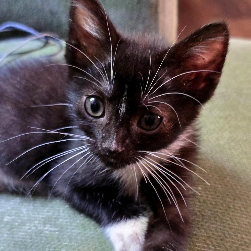 Enlarge Truffles, a Adoptable Domestic Short Hair in Wilmington, NC image 2/5