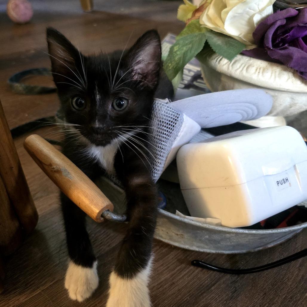 Enlarge Truffles, a Adoptable Domestic Short Hair in Wilmington, NC image 5/5