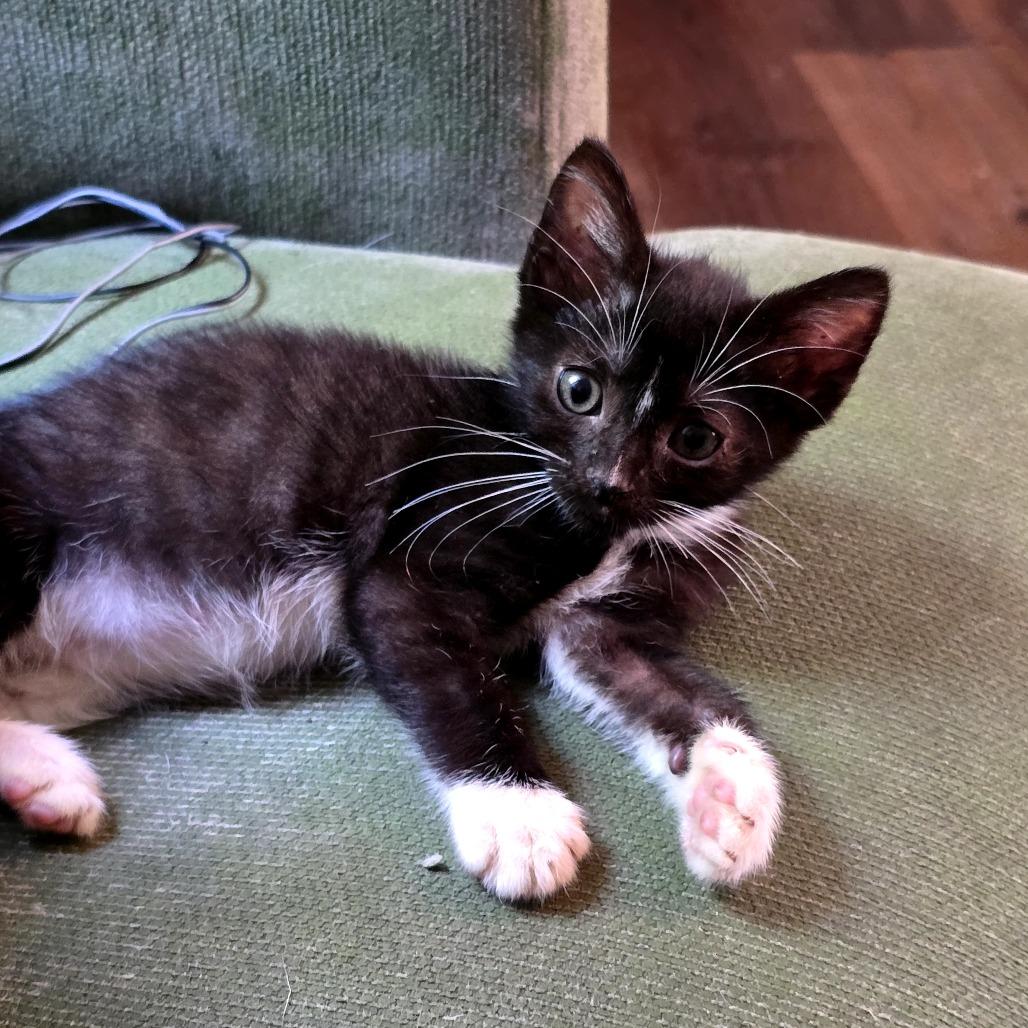 Enlarge Truffles, a Adoptable Domestic Short Hair in Wilmington, NC image 3/5