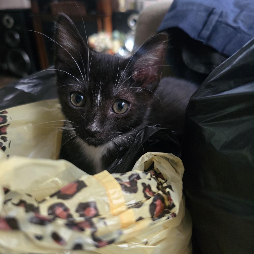 Enlarge Truffles, a Adoptable Domestic Short Hair in Wilmington, NC image 1/5