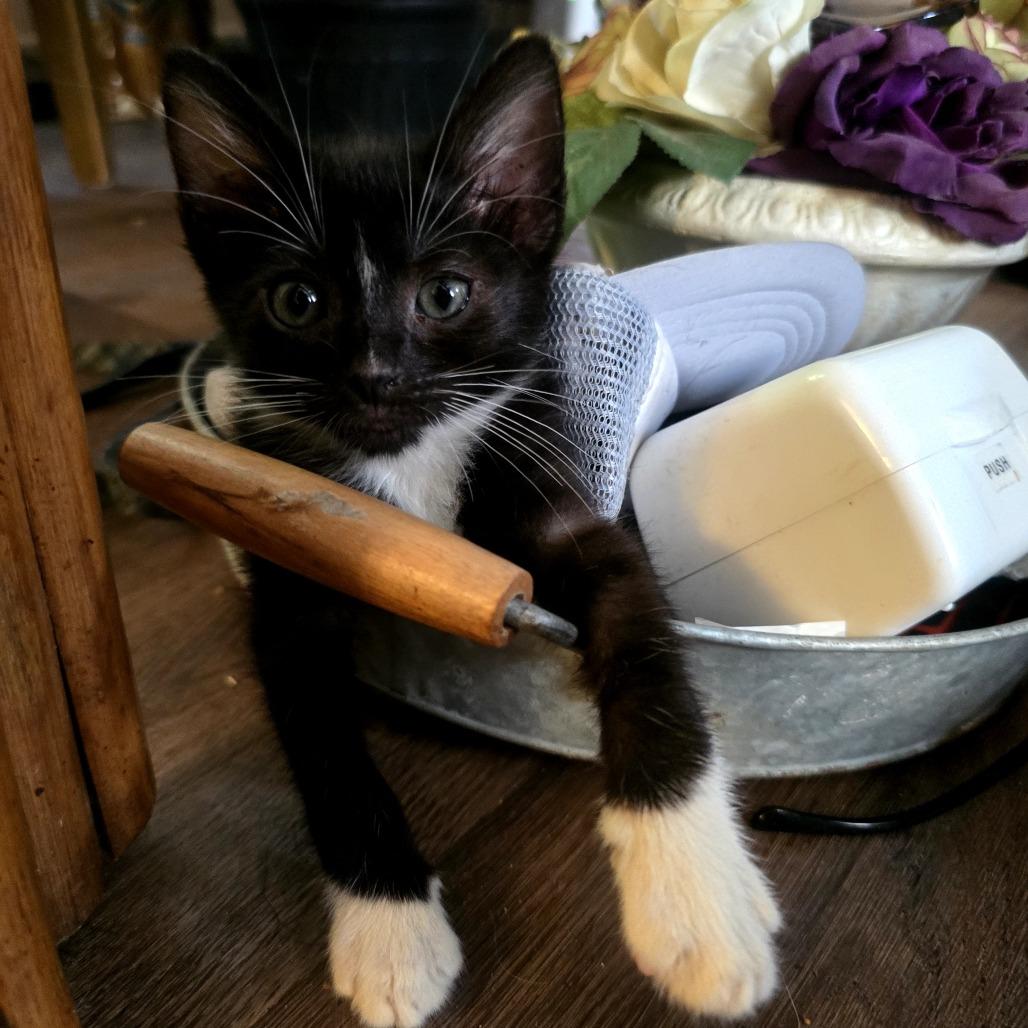 Enlarge Truffles, a Adoptable Domestic Short Hair in Wilmington, NC image 4/5