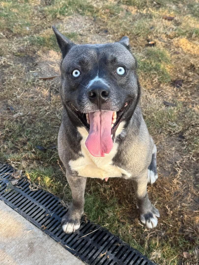 Enlarge TEAGAN, an adopted mixed breed in Clemmons, NC image 1/5