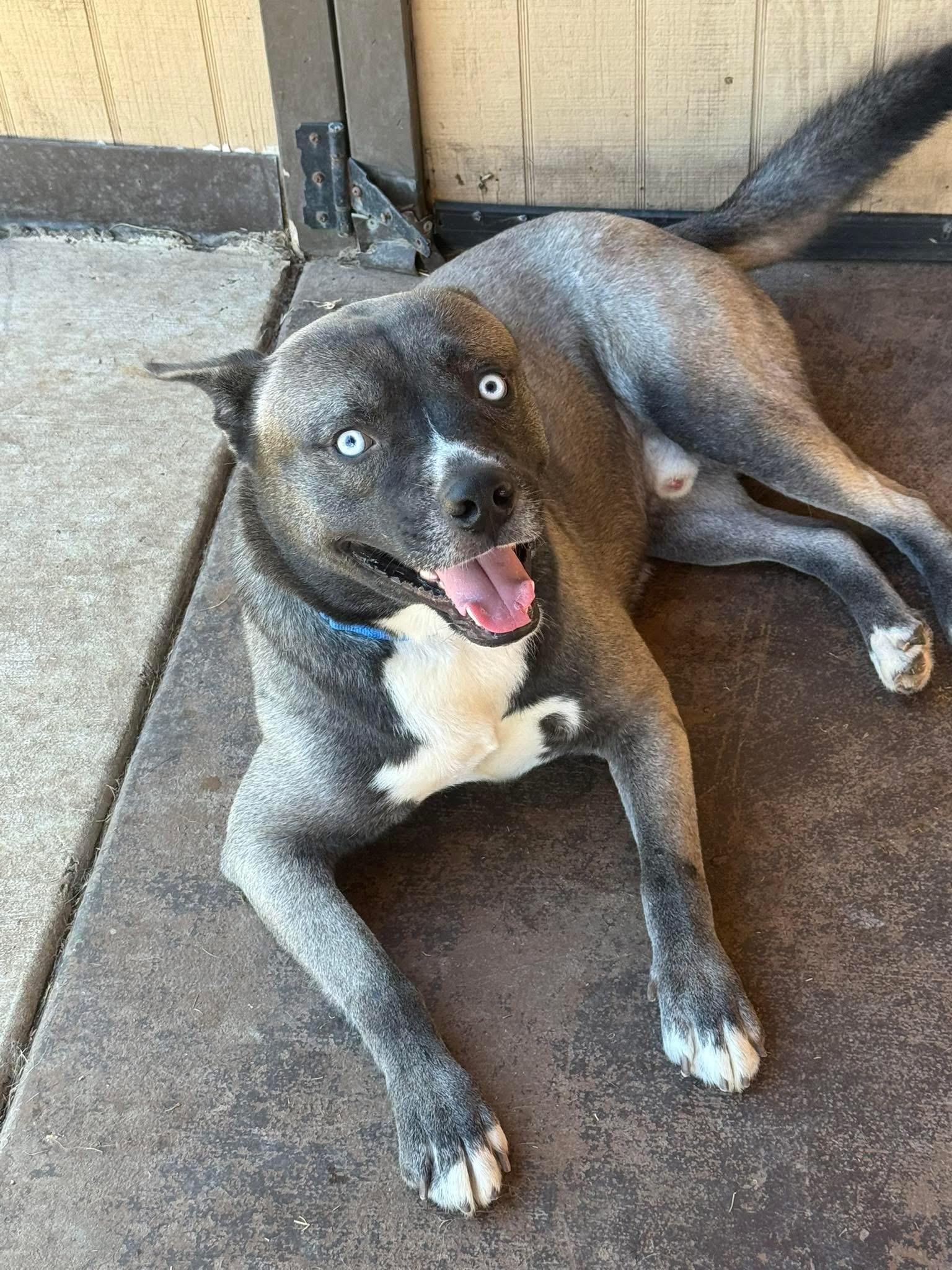 Enlarge TEAGAN, an adopted mixed breed in Clemmons, NC image 3/5