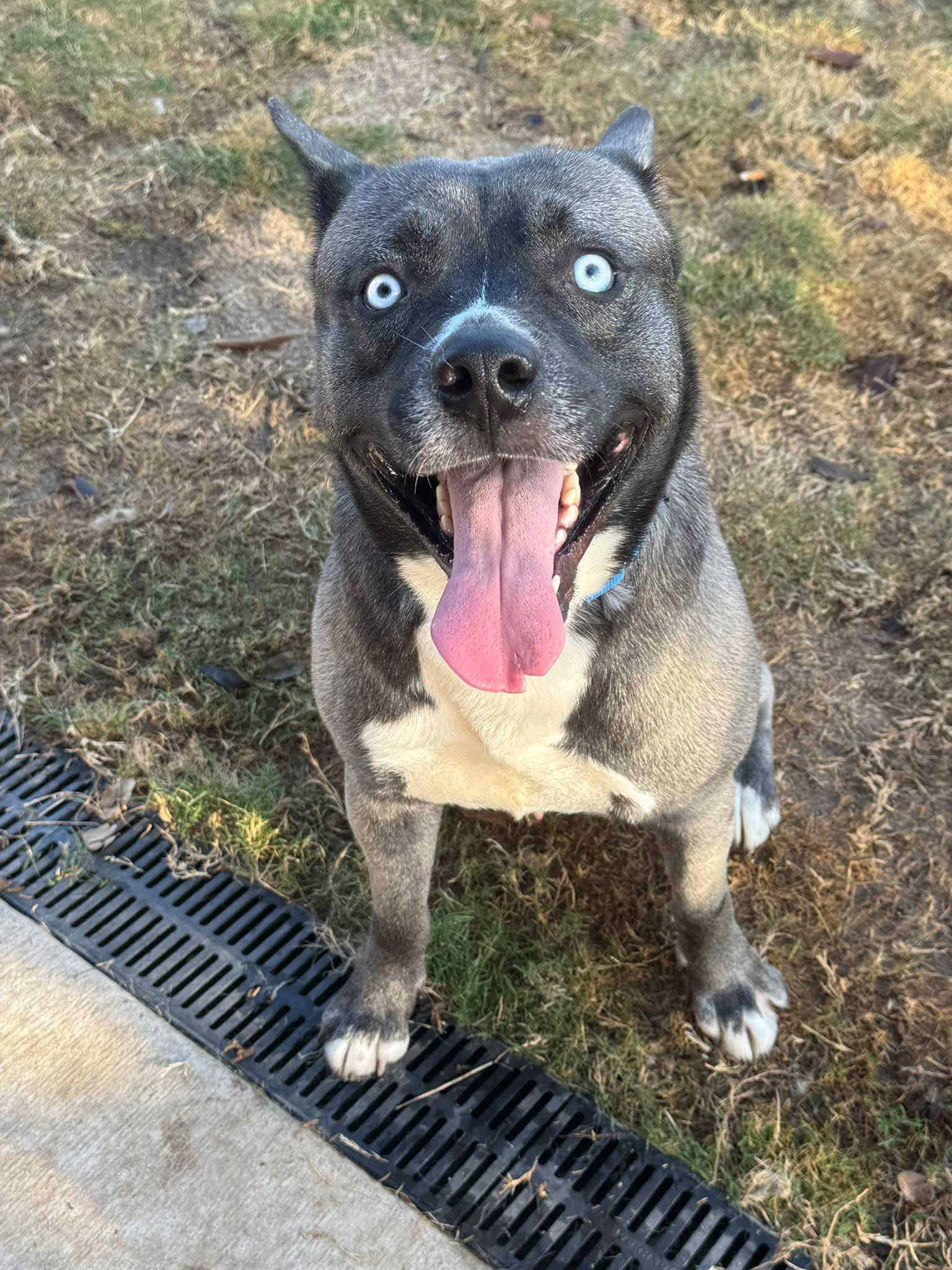 Enlarge TEAGAN, an adopted mixed breed in Clemmons, NC image 4/5