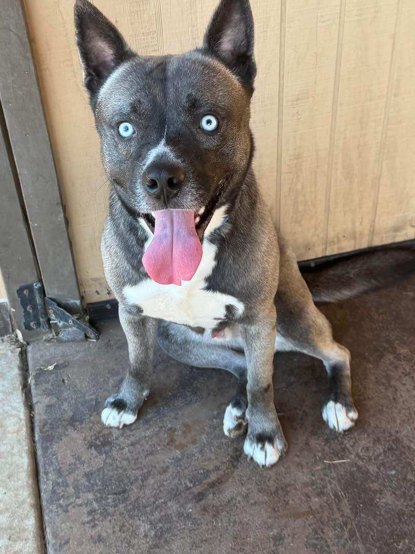 Enlarge TEAGAN, an adopted mixed breed in Clemmons, NC image 2/5