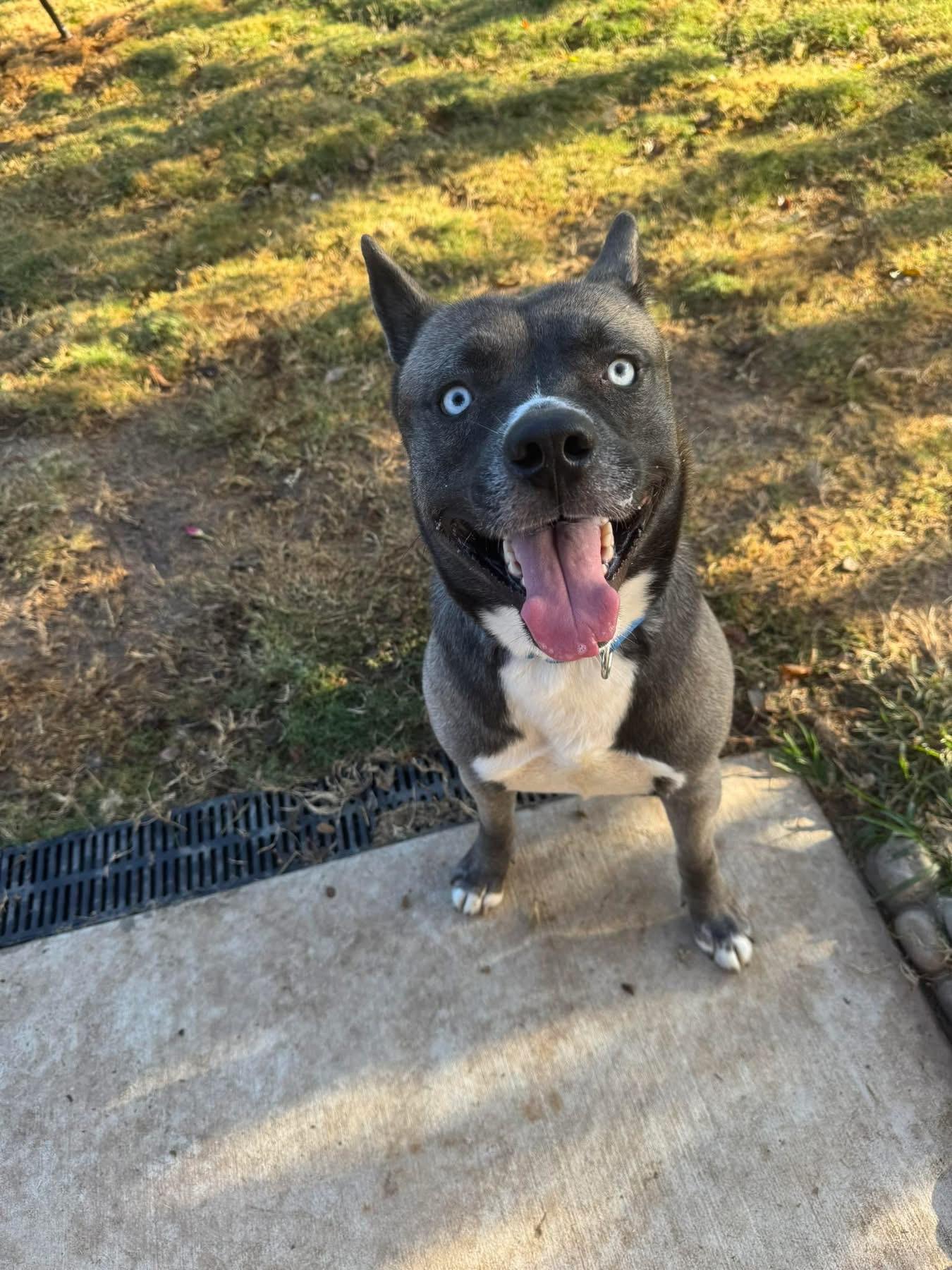 Enlarge TEAGAN, an adopted mixed breed in Clemmons, NC image 5/5