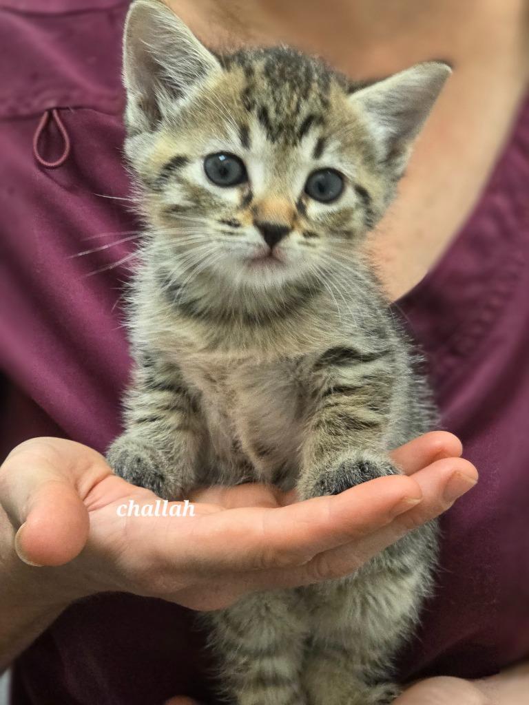 Challah, Adoptable, Kitten Female Domestic Short Hair.