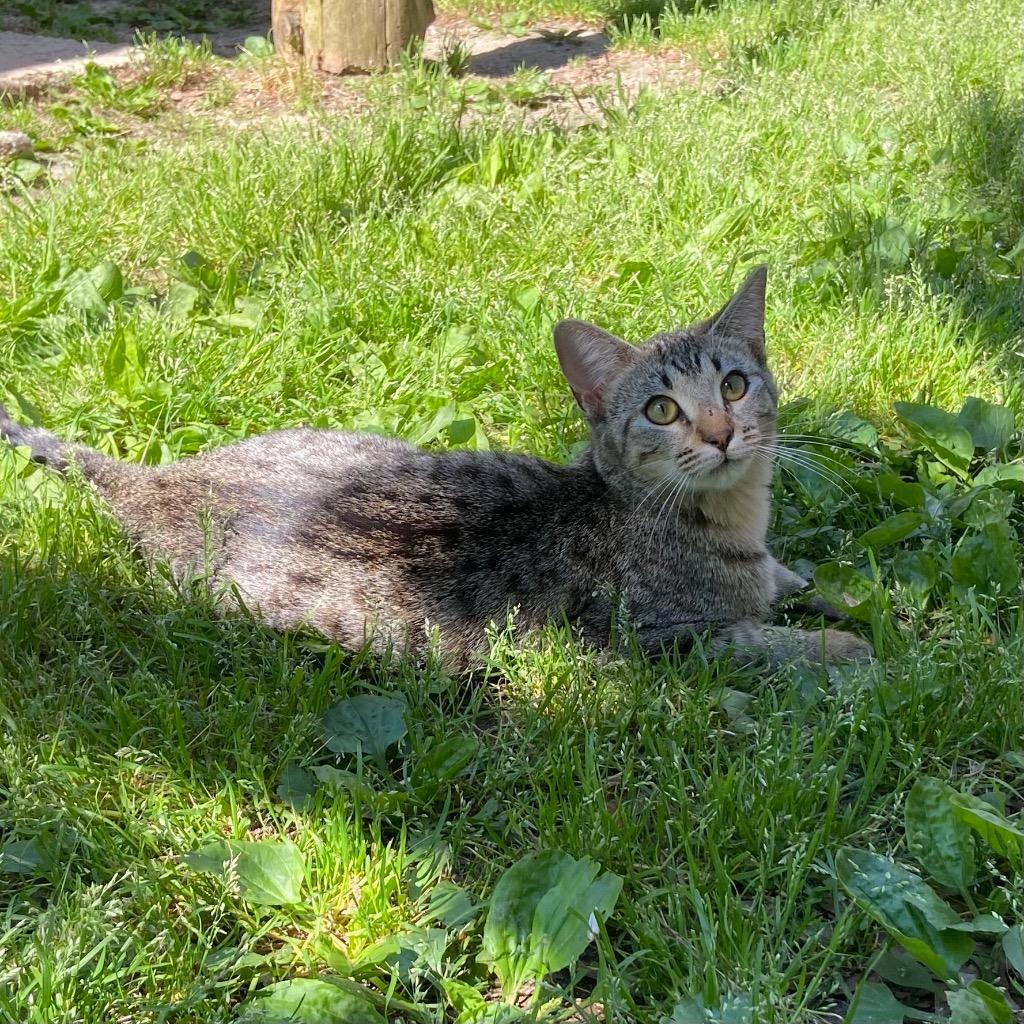 Challah, Adoptable, Kitten Female Domestic Short Hair.