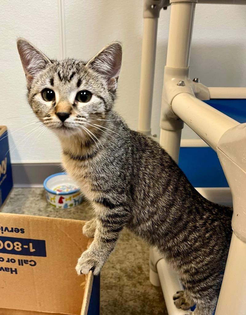 Challah, Adoptable, Kitten Female Domestic Short Hair.