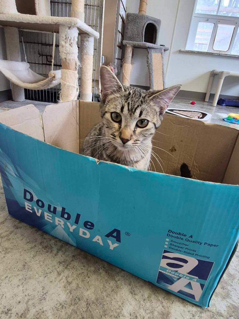 Enlarge Challah, a Adoptable mixed breed in Clinton, SC image 2/5