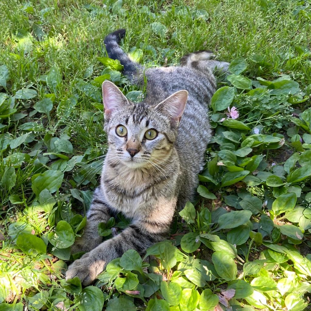 Enlarge Challah, a Adoptable mixed breed in Clinton, SC image 4/6
