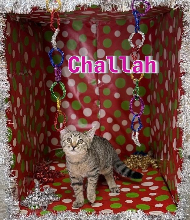 Enlarge Challah, a Adoptable mixed breed in Clinton, SC image 4/5