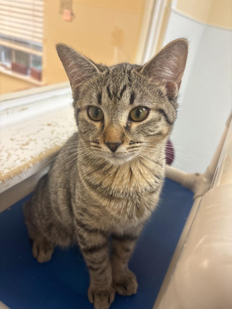 Enlarge Challah, a Adoptable mixed breed in Clinton, SC image 5/5