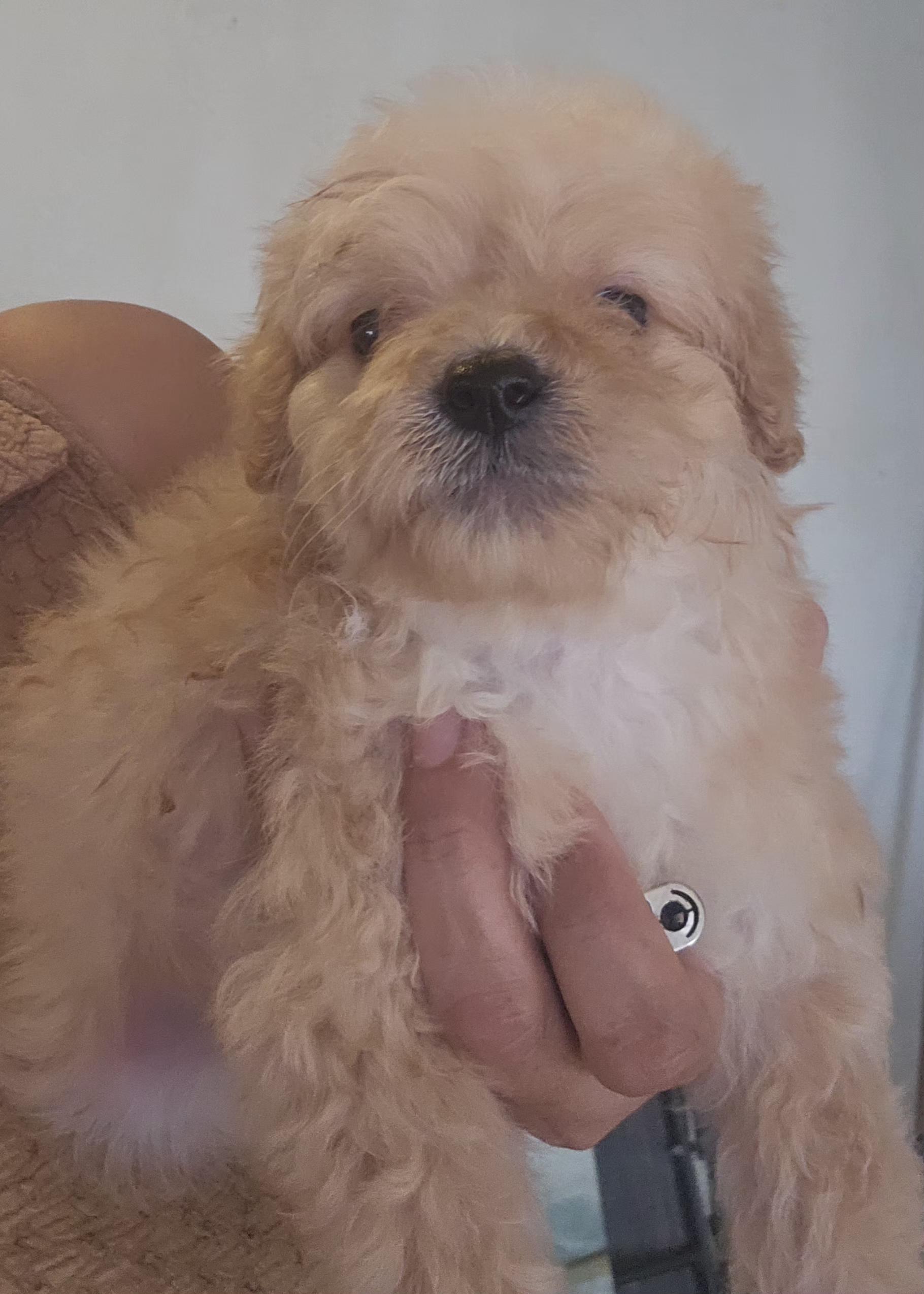 Enlarge Jett, an adopted mixed breed in Los Angeles, CA image 3/3