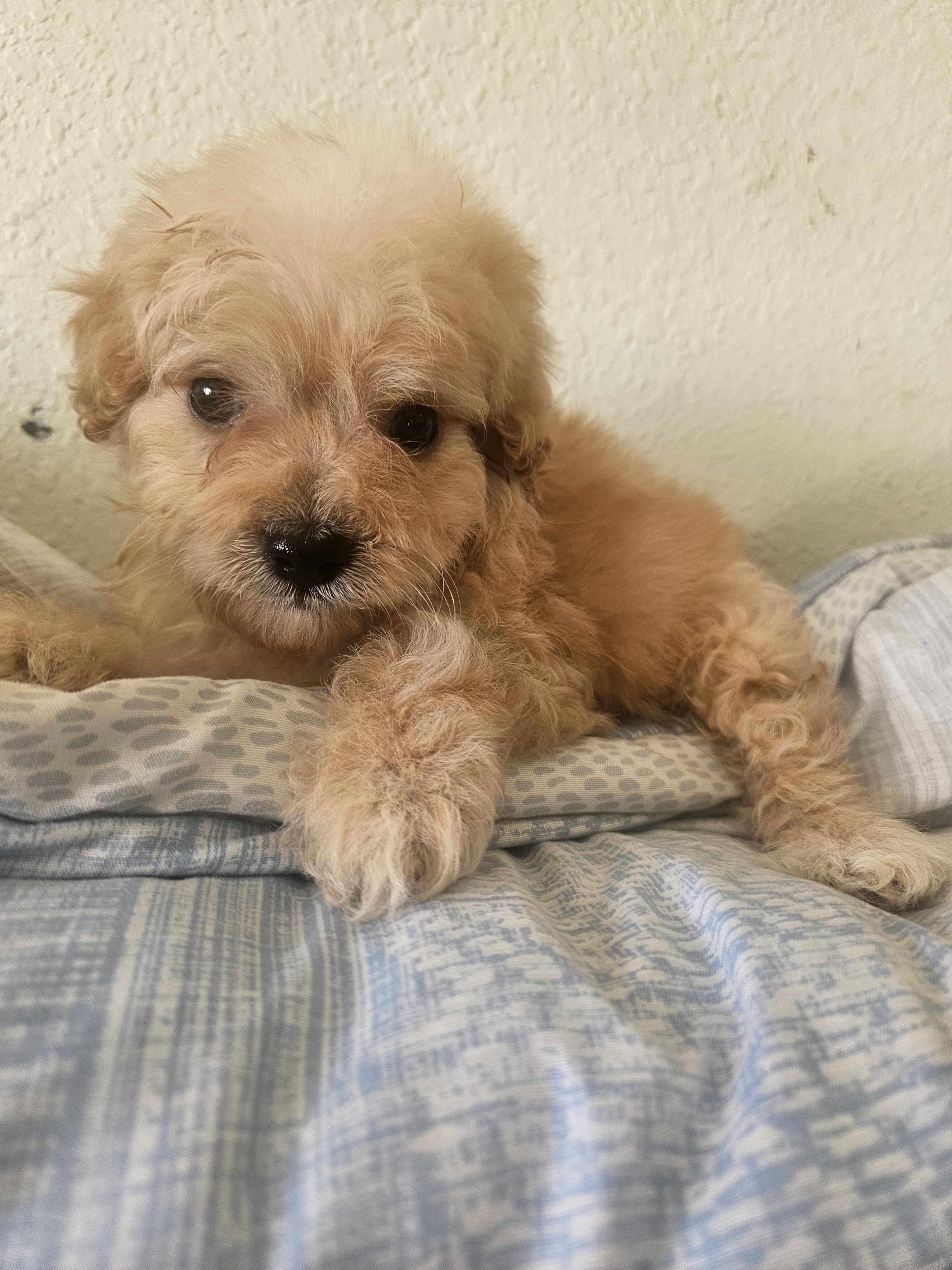 Enlarge Jett, an adopted mixed breed in Los Angeles, CA image 2/3