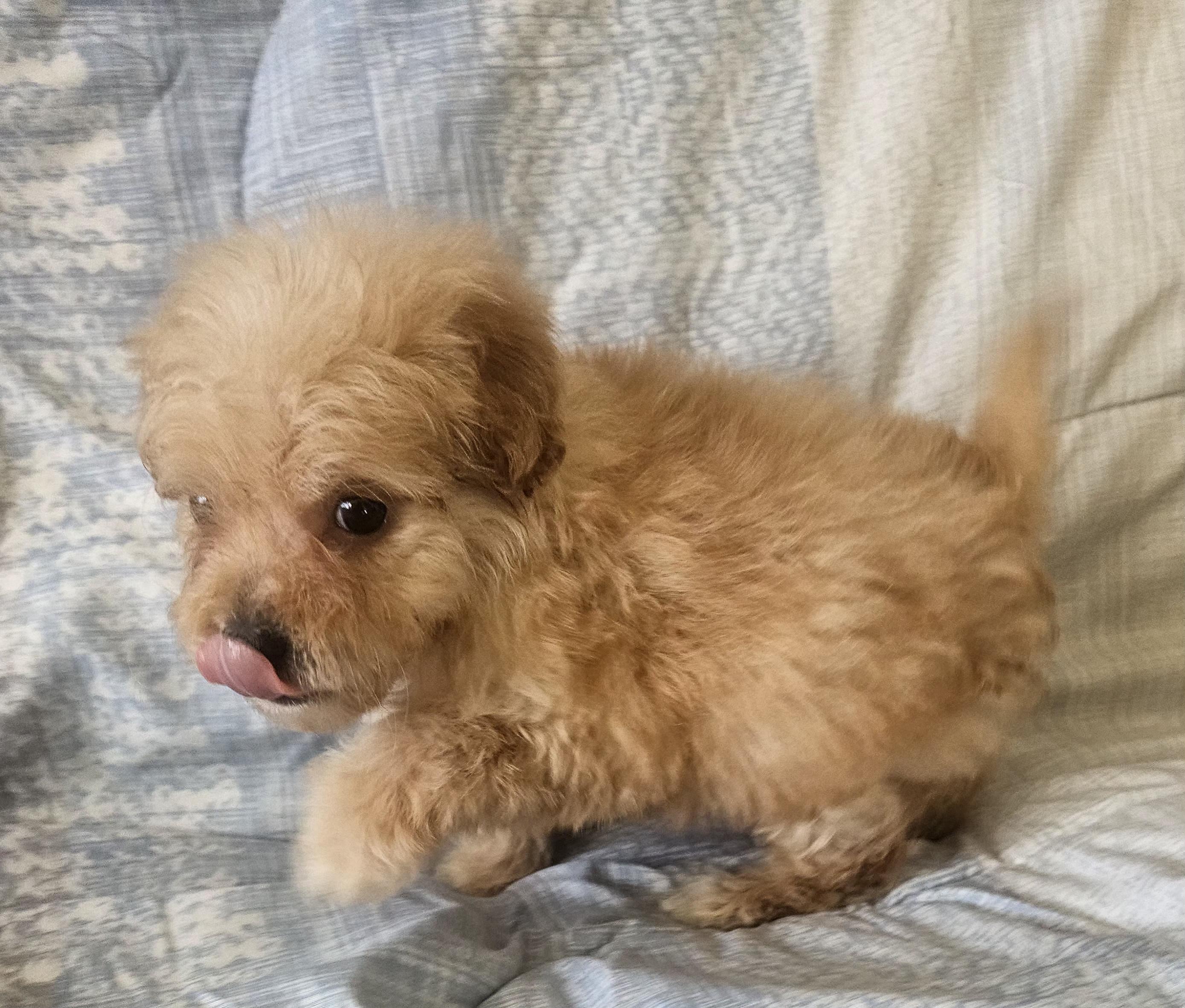 Enlarge Jett, an adopted mixed breed in Los Angeles, CA image 1/3