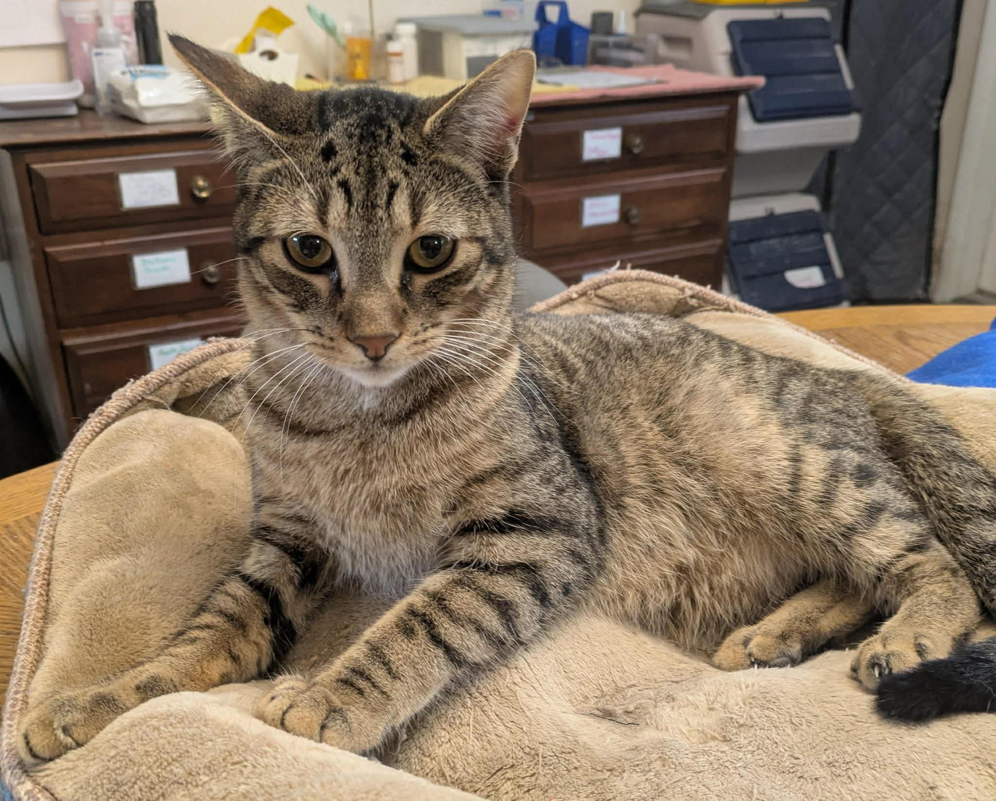Newton, Adoptable, Young Male Domestic Short Hair.