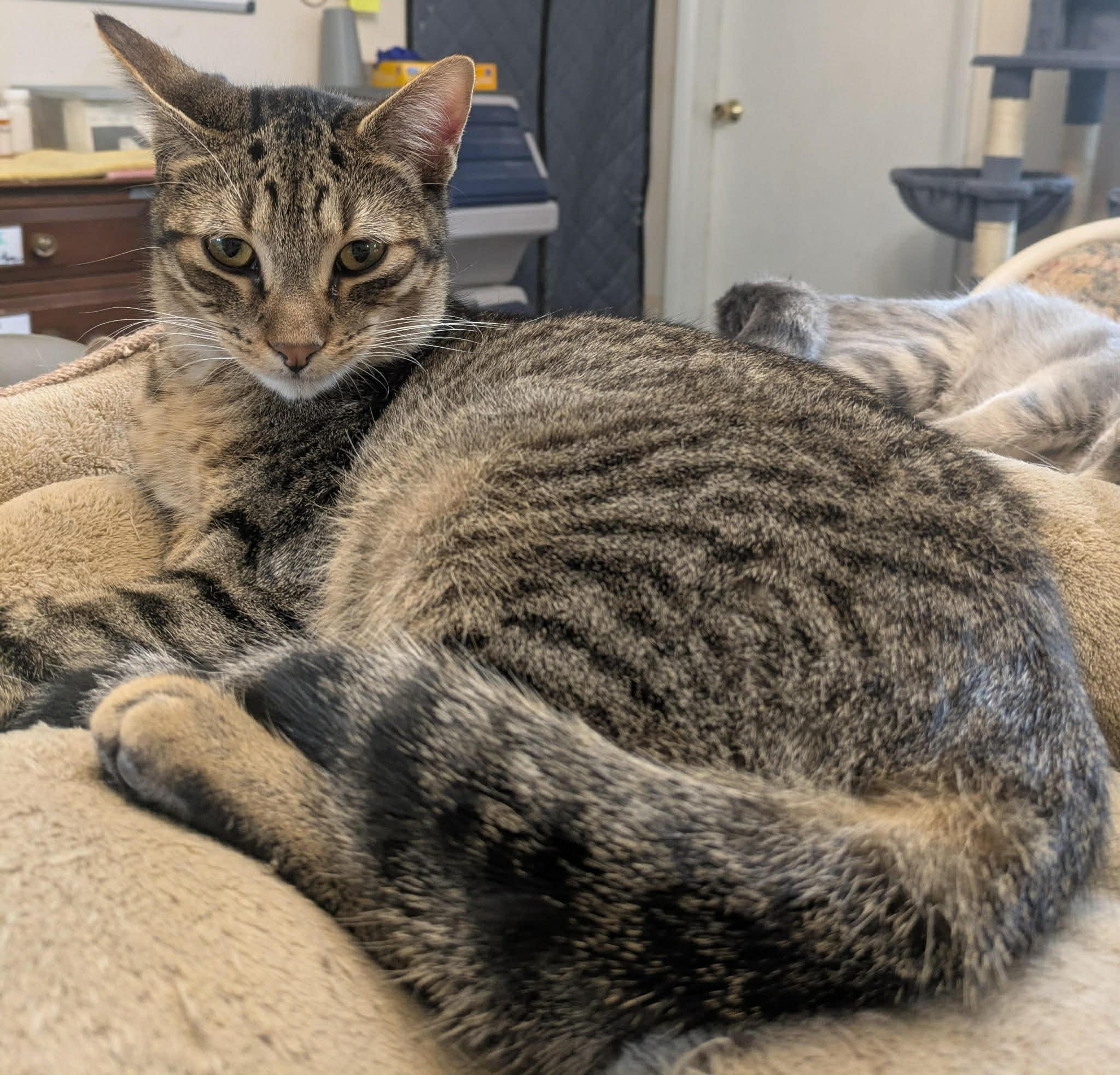 Enlarge Newton, a Adoptable Domestic Short Hair in Mears, MI image 2/3