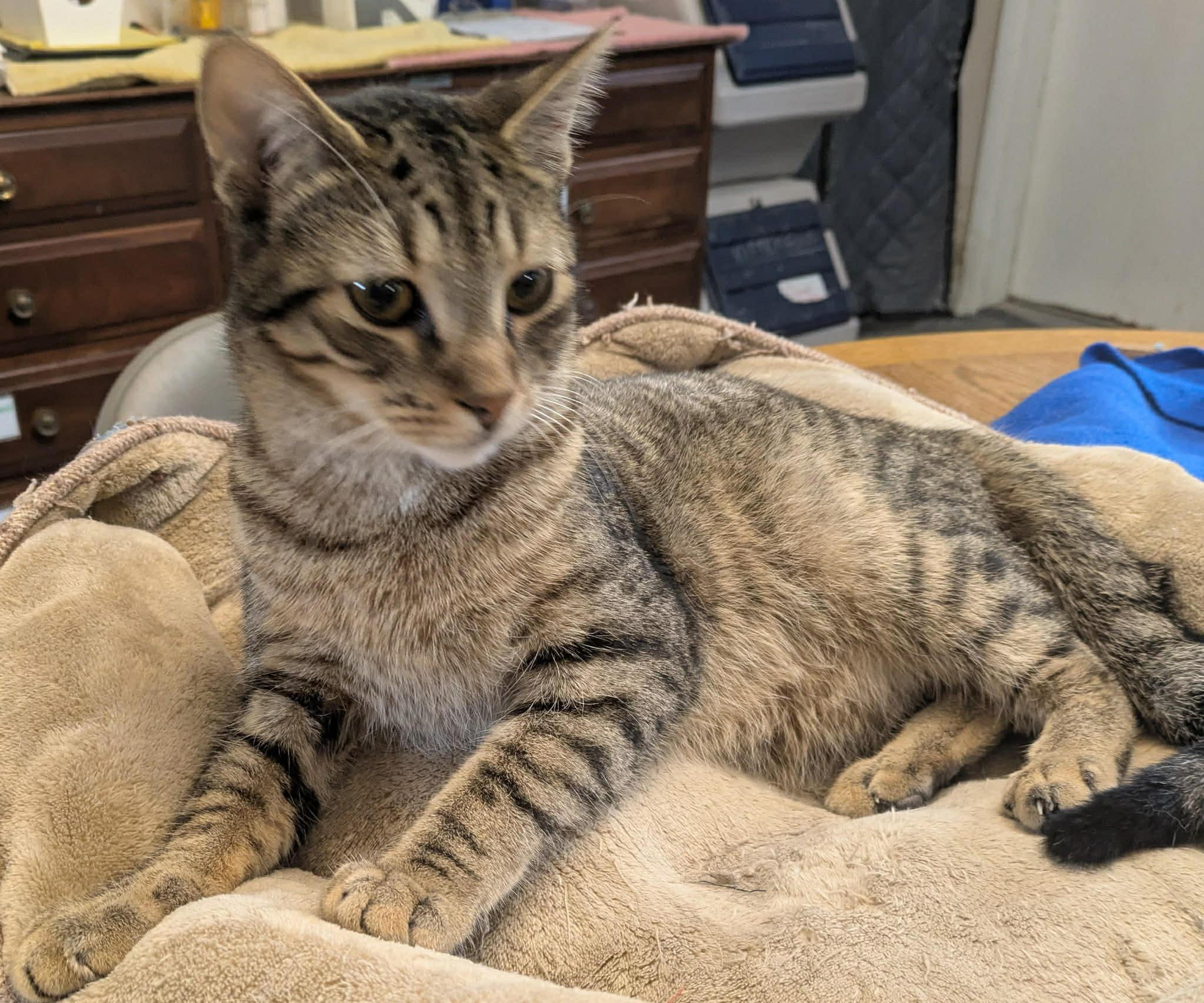 Enlarge Newton, a Adoptable Domestic Short Hair in Mears, MI image 3/3