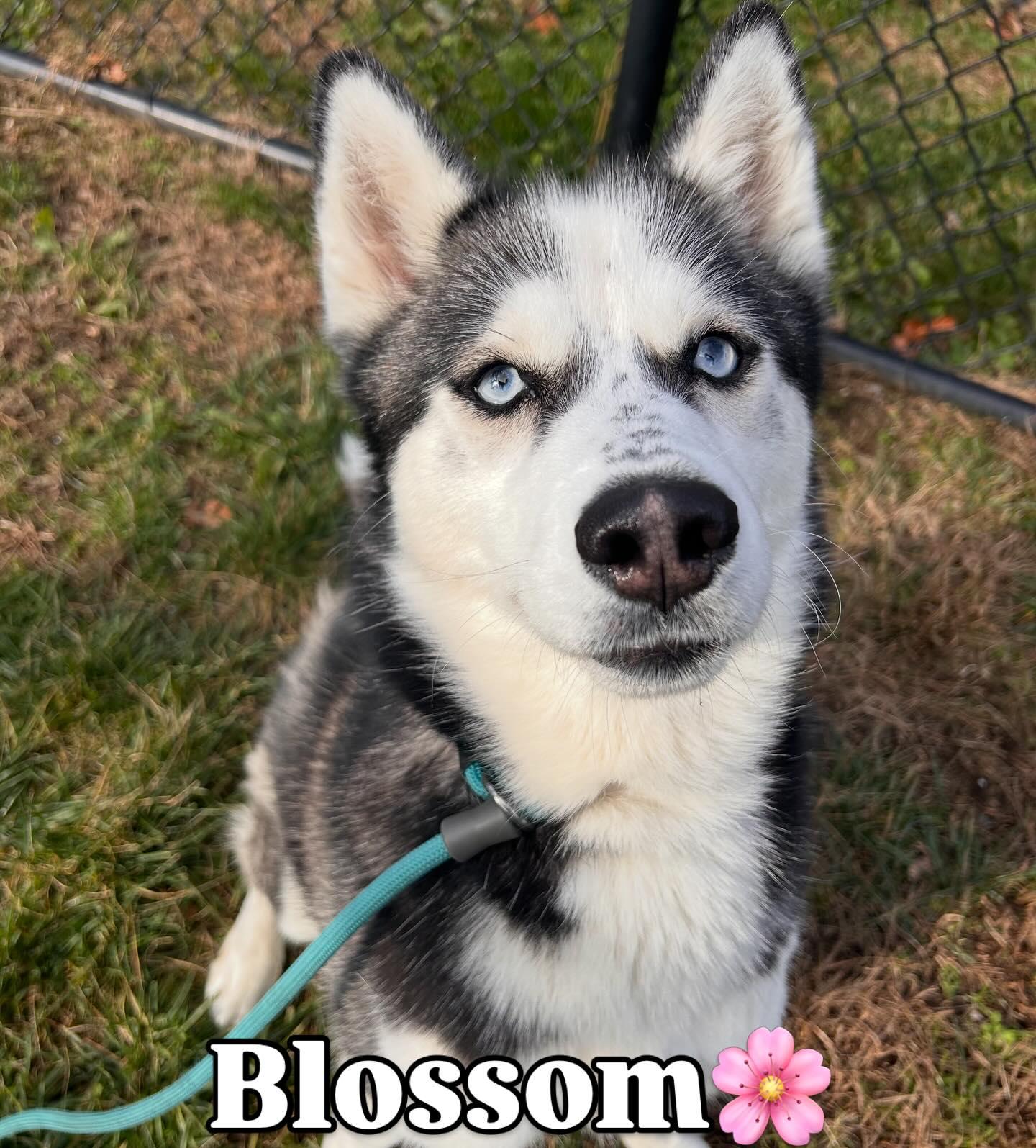 Blossom Tag #1850, ADOPTABLE, Young Female Husky.