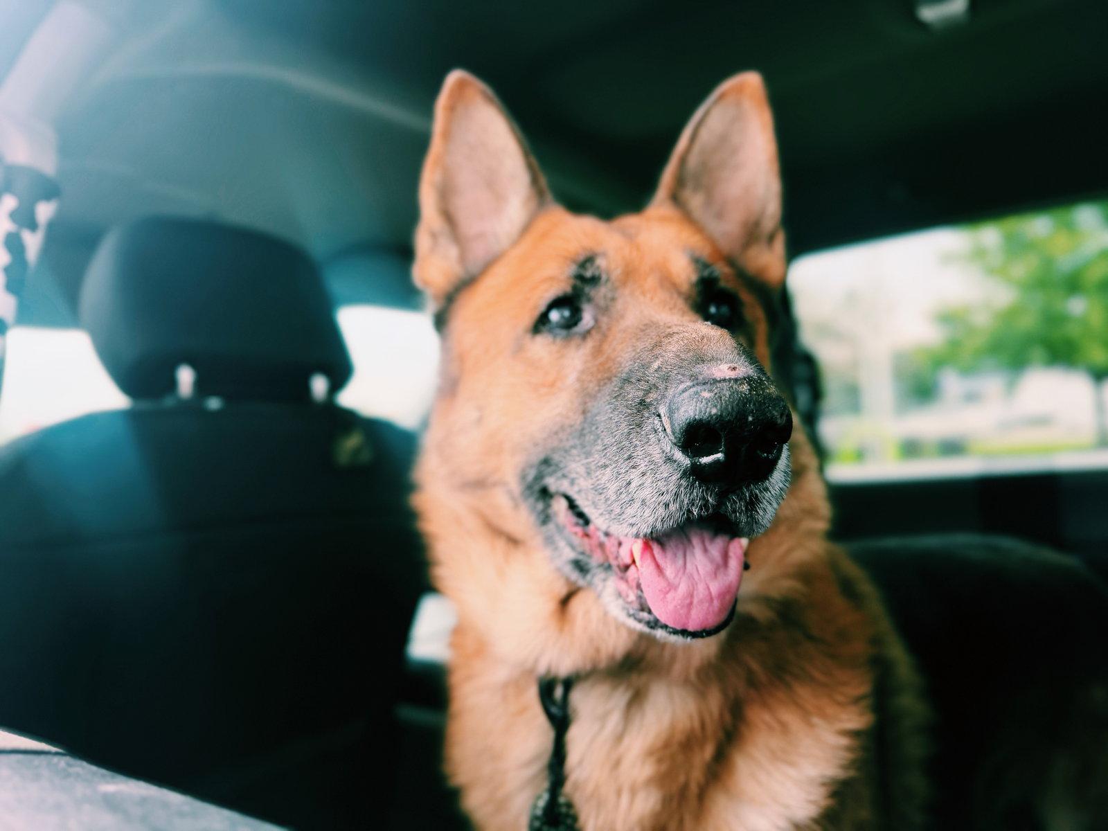 Ruger, Adoptable, Senior Male German Shepherd Dog.