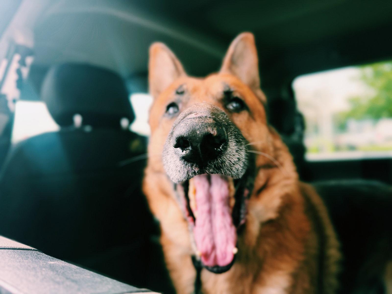 Enlarge Ruger, a Adoptable German Shepherd Dog in Akron, OH image 2/3