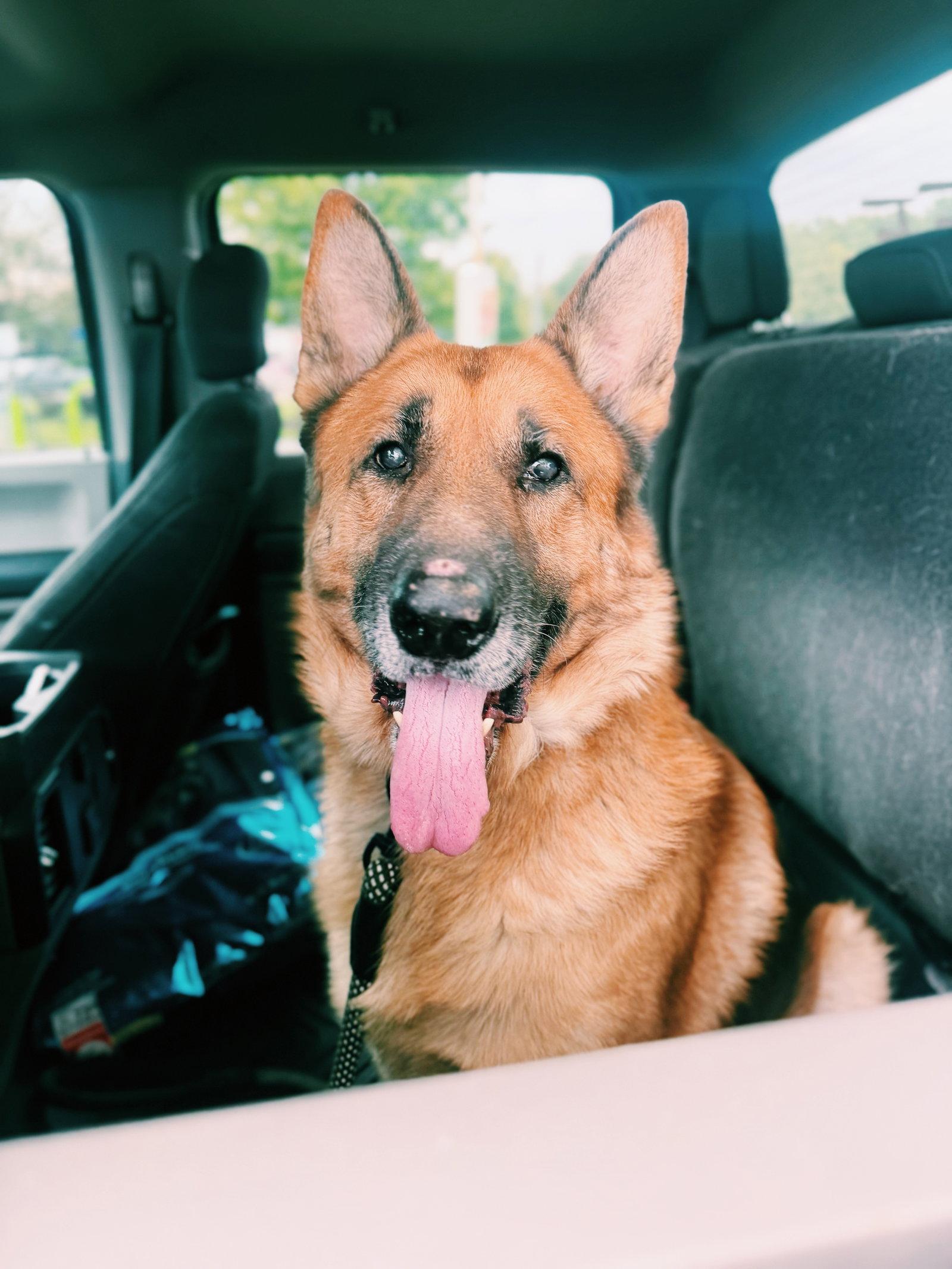 Enlarge Ruger, a Adoptable German Shepherd Dog in Akron, OH image 3/3