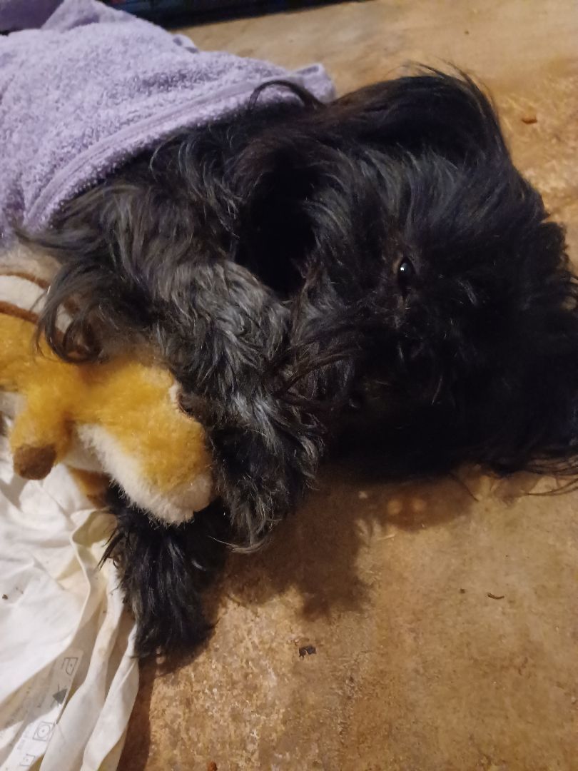 JoJo(Shagadelic), a Adoptable Shih Tzu in Chattanooga, TN image 1/13