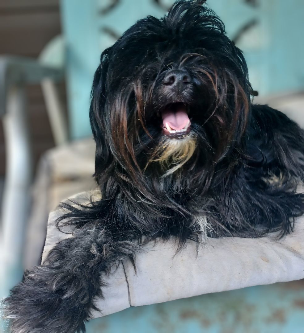 JoJo(Shagadelic), a Adoptable Shih Tzu in Chattanooga, TN image 2/13