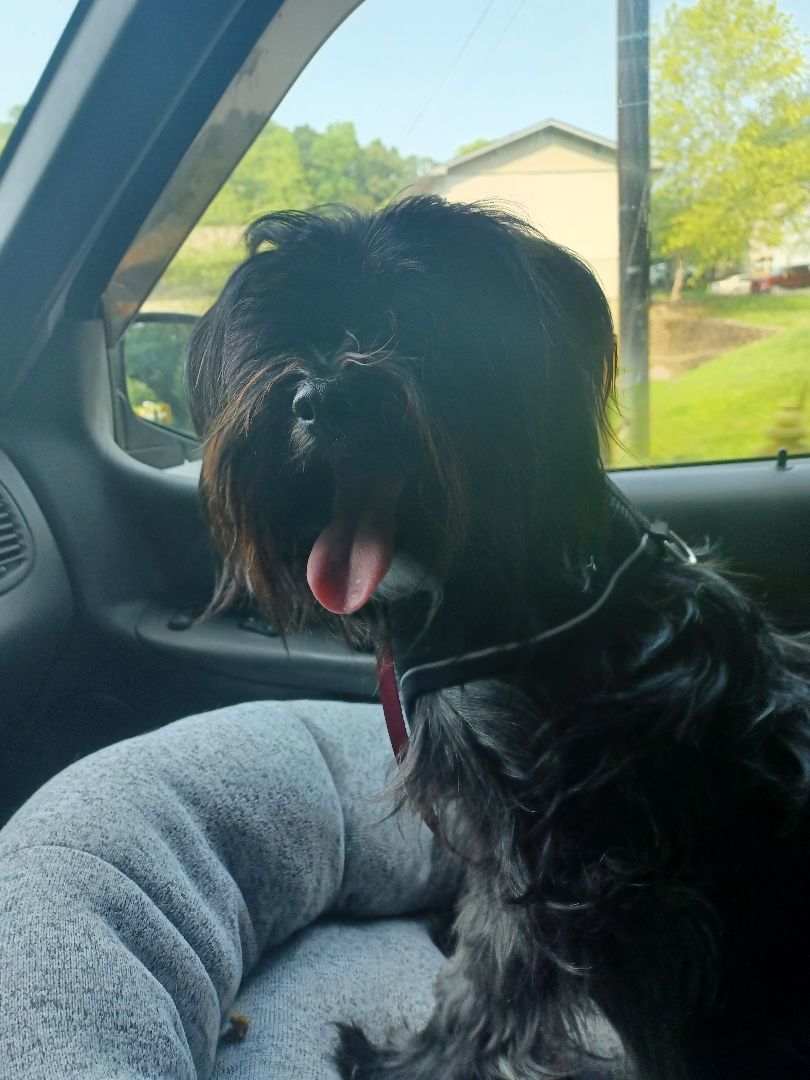 JoJo(Shagadelic), a Adoptable Shih Tzu in Chattanooga, TN image 3/13