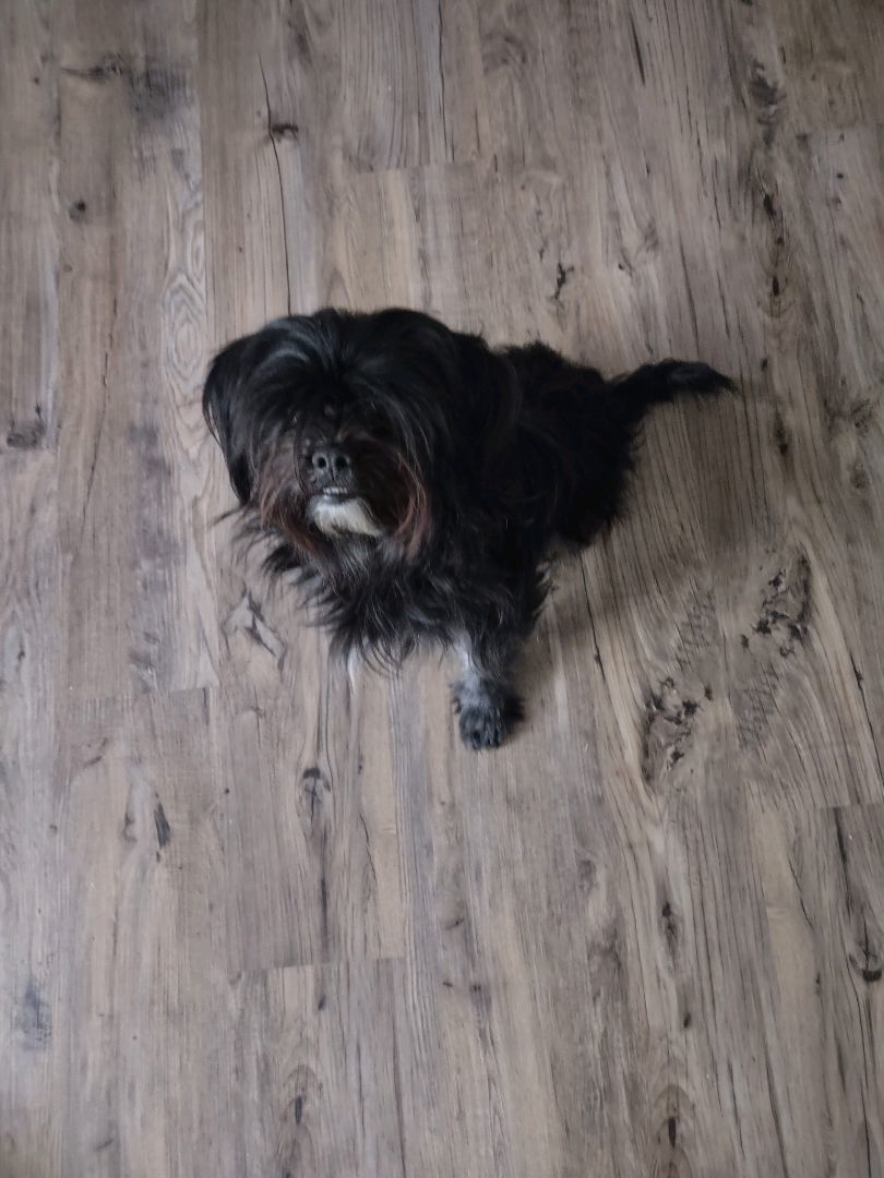 JoJo(Shagadelic), a Adoptable Shih Tzu in Chattanooga, TN image 4/13