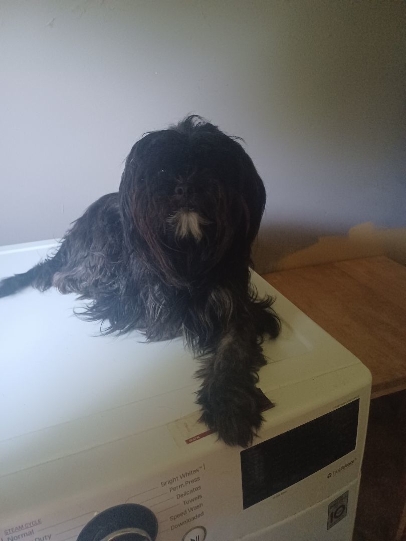 JoJo(Shagadelic), a Adoptable Shih Tzu in Chattanooga, TN image 5/13