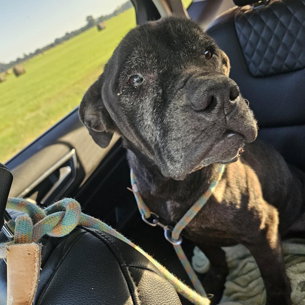 Enlarge Doobert, a Adoptable mixed breed in mount vernon, AR image 2/2