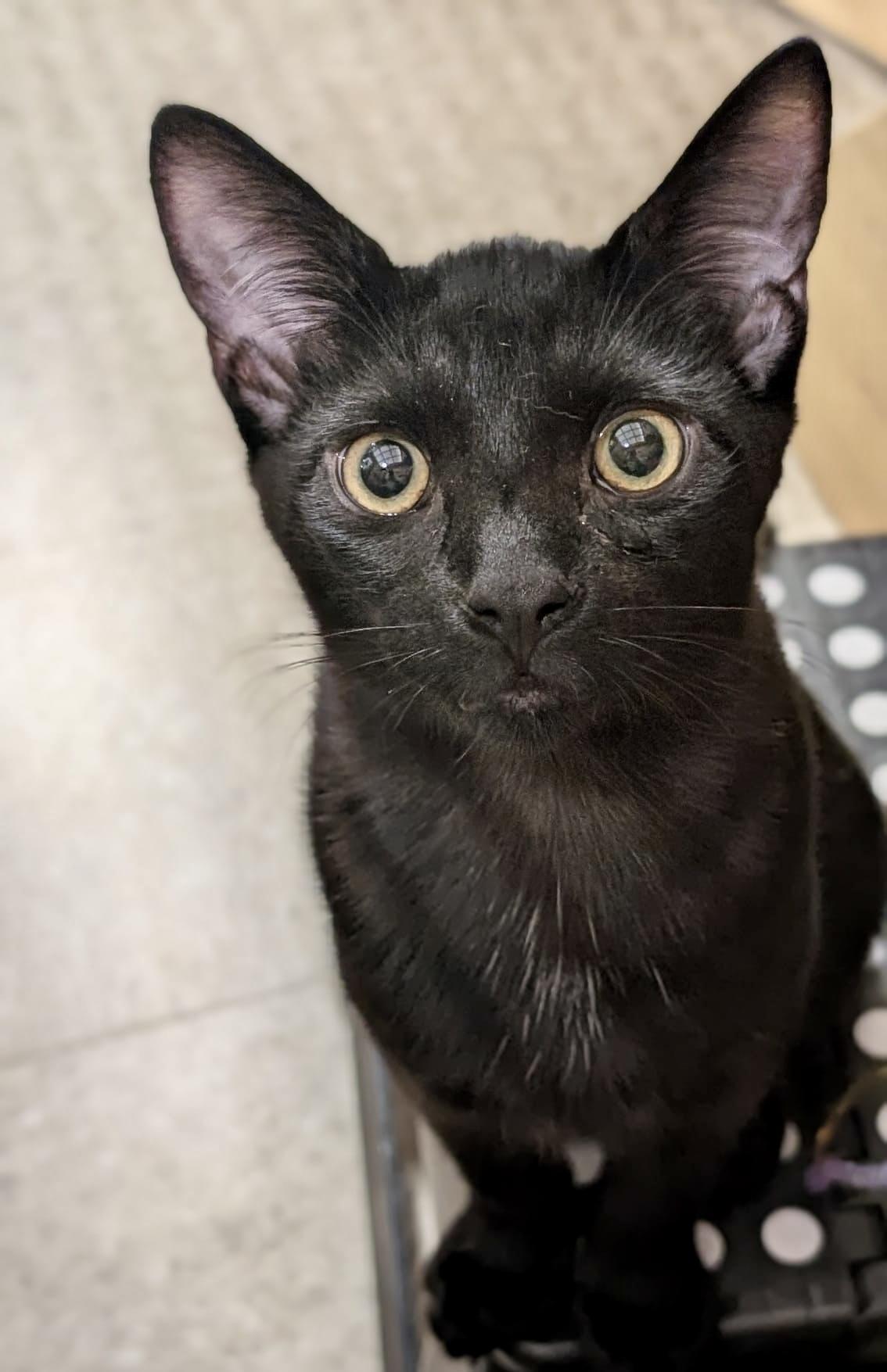 Black Cats Adoption: Essential Tips for Finding Your Perfect Pet