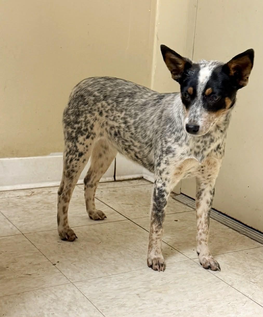 Enlarge Sweetie, an adopted mixed breed in Sumter, SC image 1/1