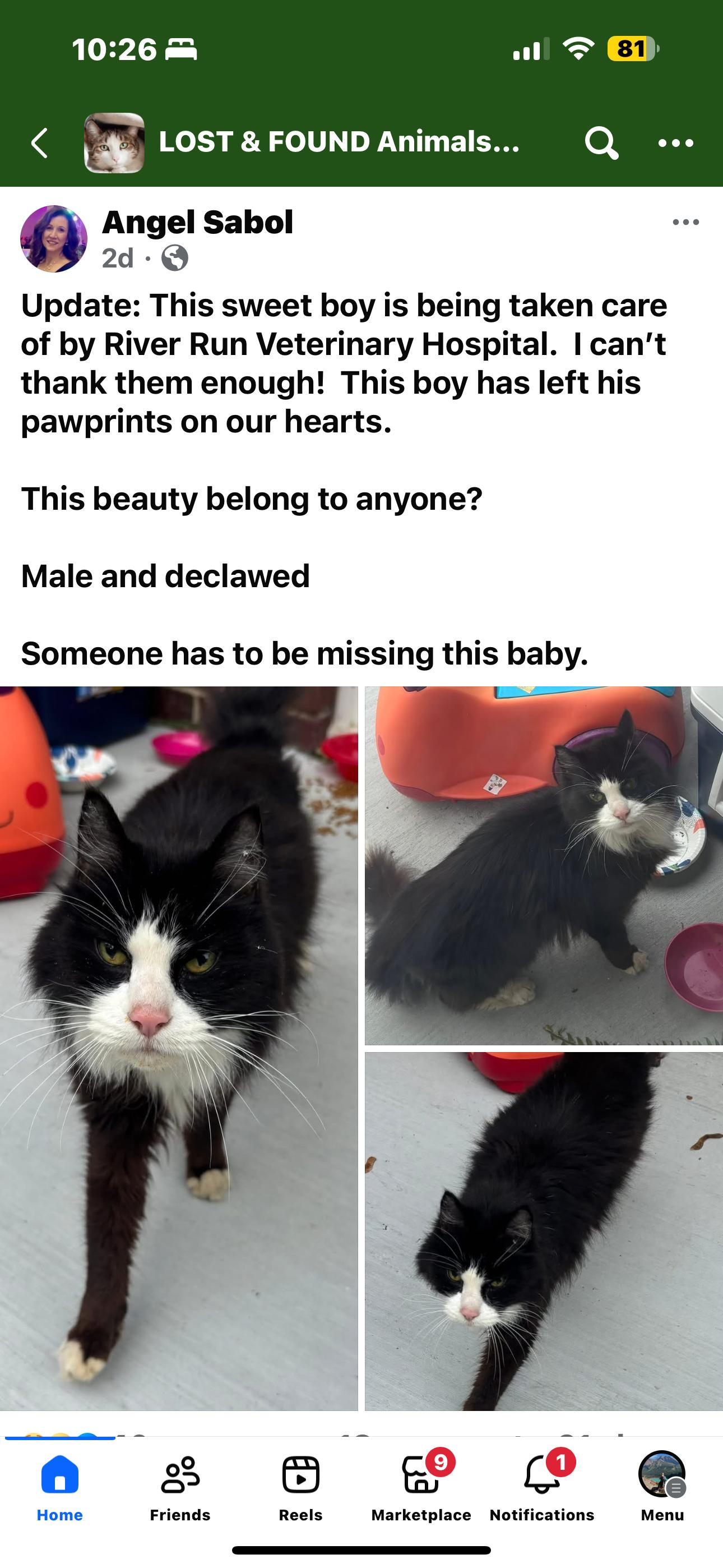 Phantom, a ADOPTABLE Domestic Long Hair in Pottsville, PA image 3/3