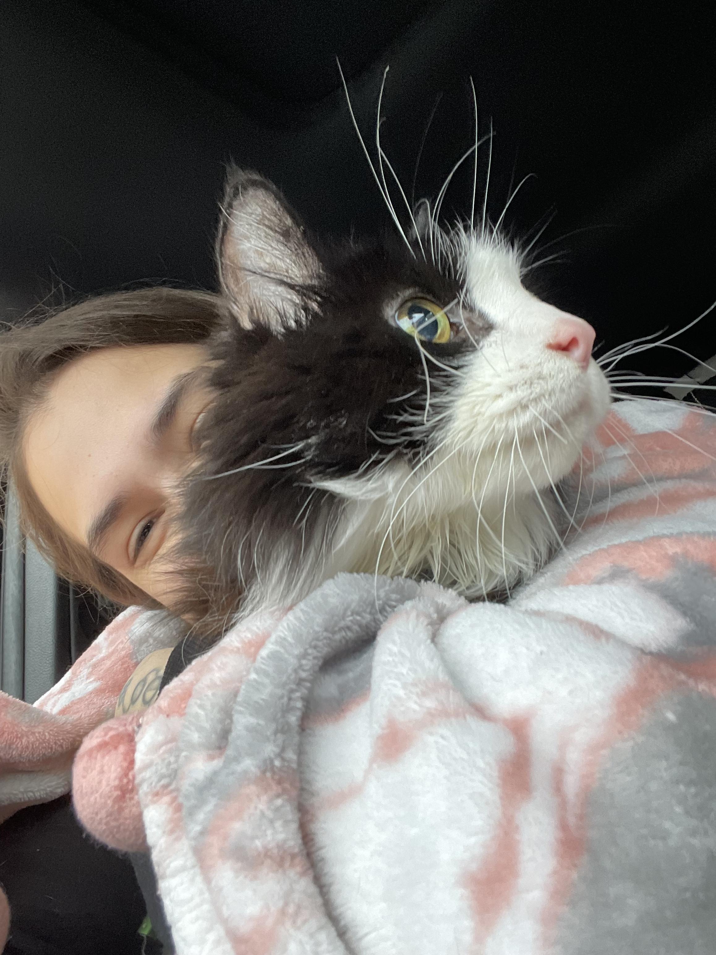 Phantom, a ADOPTABLE Domestic Long Hair in Pottsville, PA image 2/3