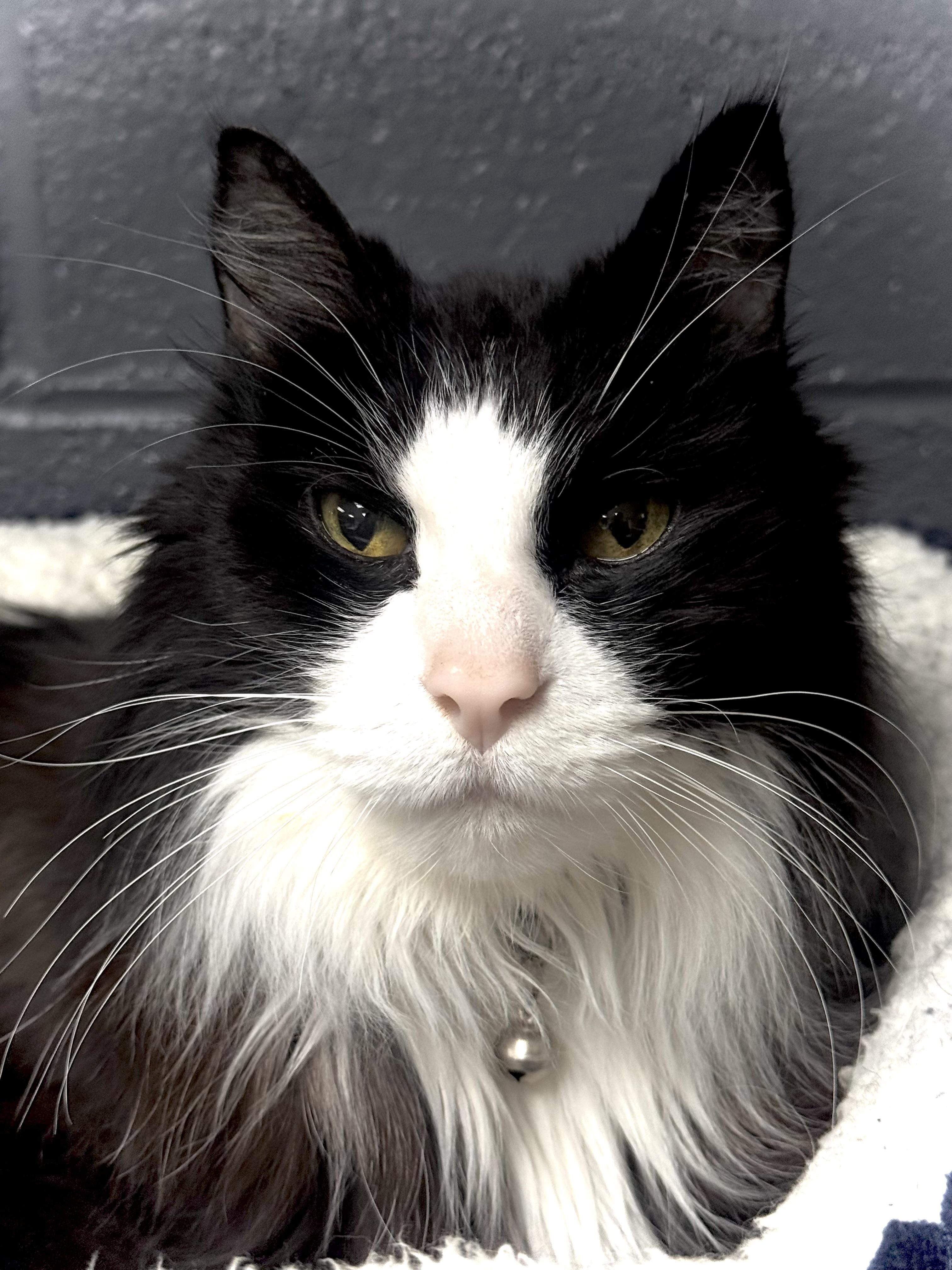 Enlarge Phantom, a ADOPTABLE Domestic Long Hair in Pottsville, PA image 1/4
