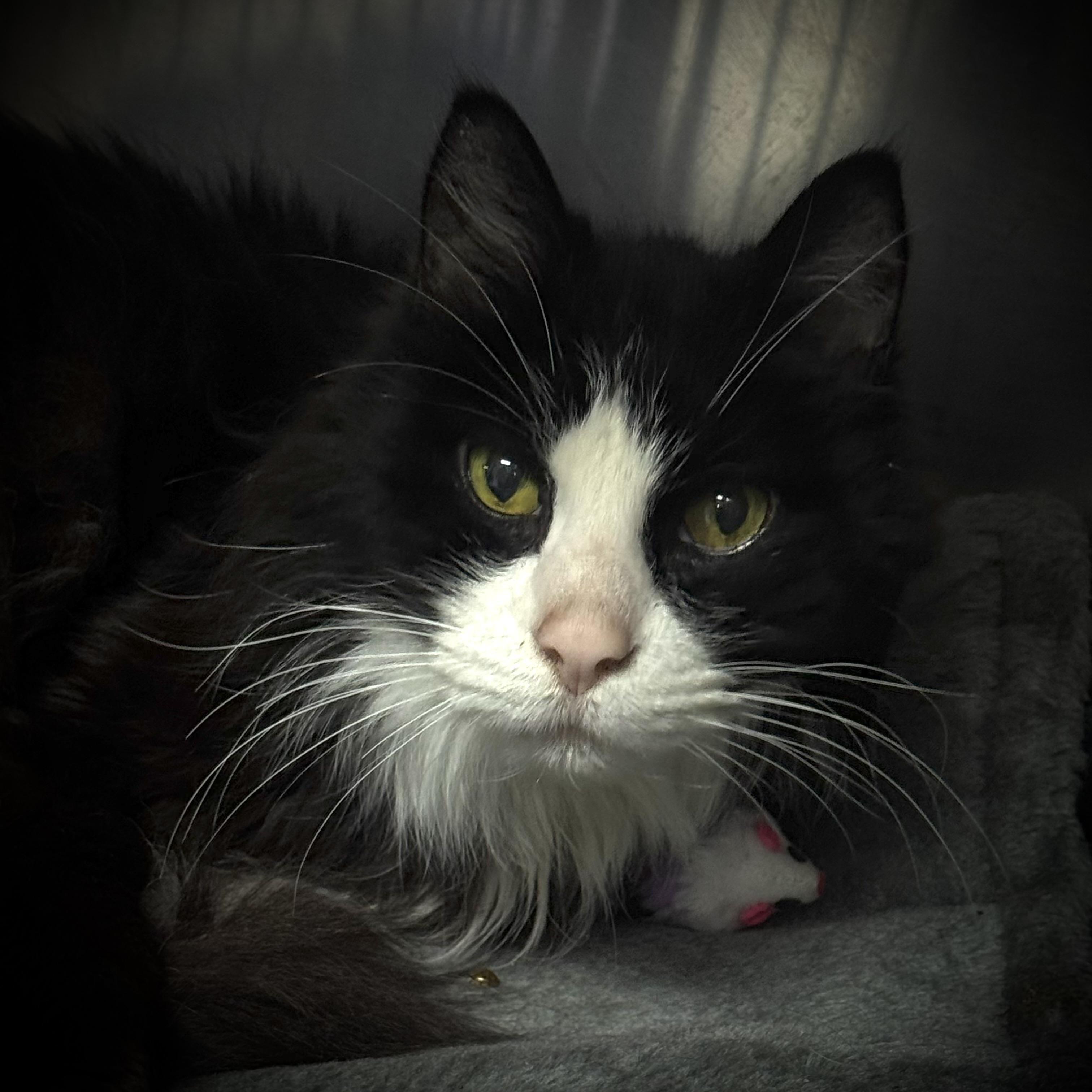 Phantom, ADOPTABLE, Senior Male Domestic Long Hair.