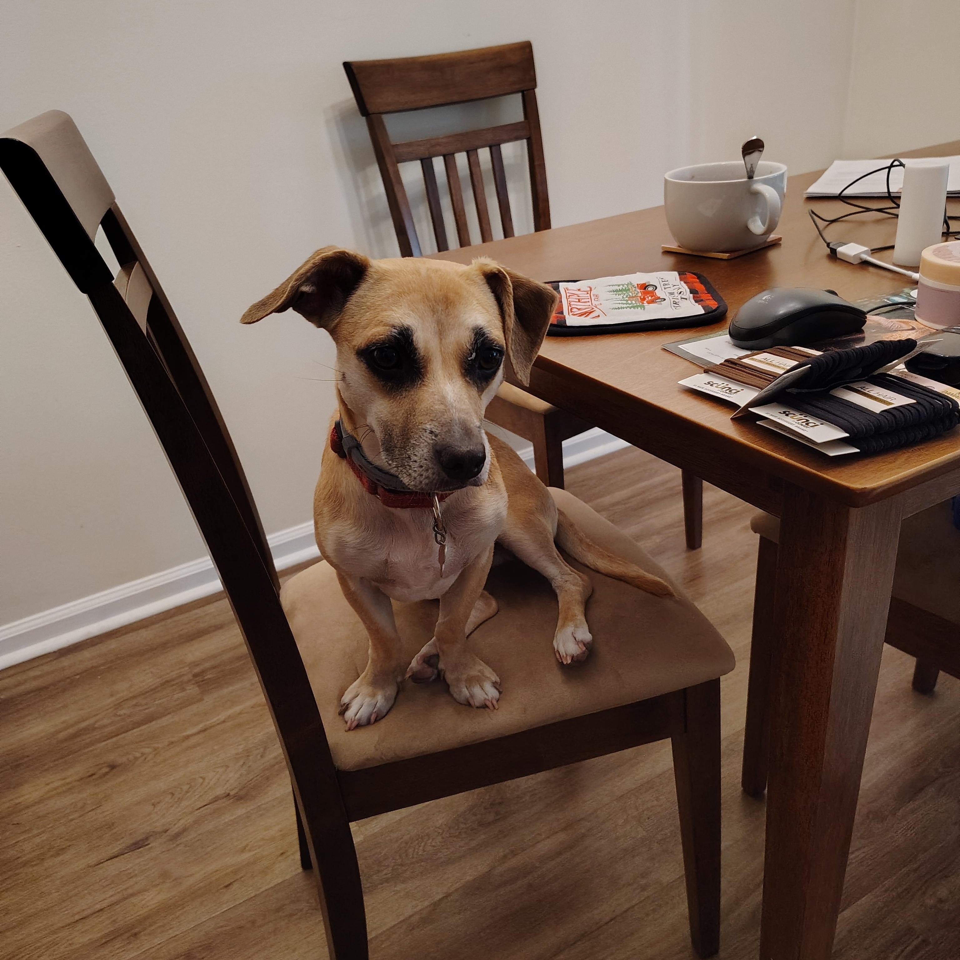 Enlarge Jelly - IN FOSTER HOME - AVAILABLE TO ADOPT, an adoptable Chiweenie in Clayton, NC image 4/6