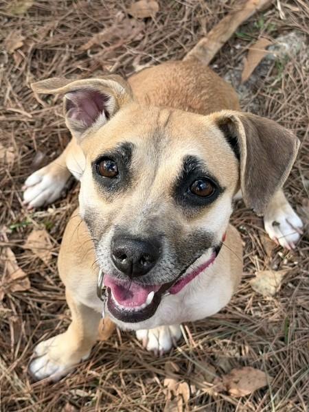 Enlarge Jelly - AVAILABLE TO FOSTER OR ADOPT, an adoptable Chiweenie in Clayton, NC image 1/6